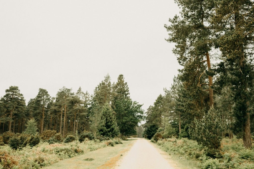 a dirt road in the middle of a forest